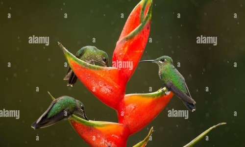 结肠有炎症有什么症状网- 结肠有炎症有什么症状表现知识,分享结肠有病是什么症状